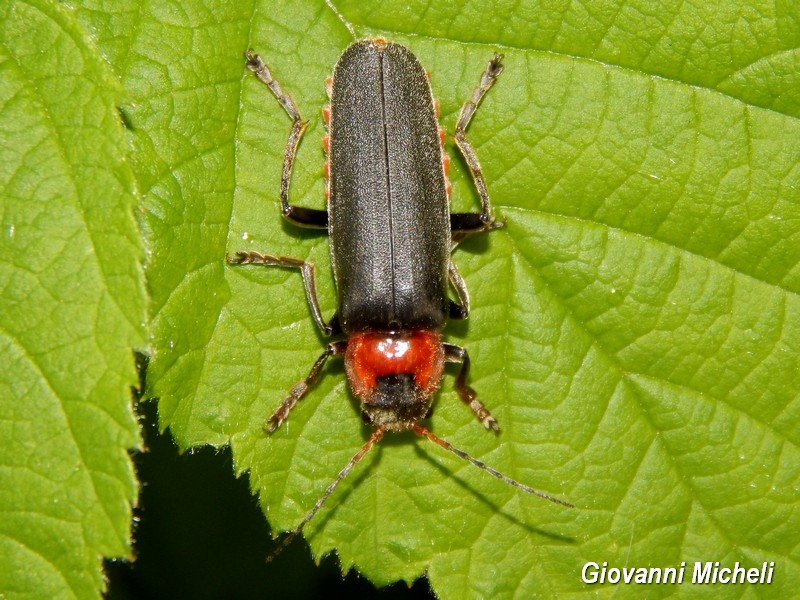 Cantharis fusca